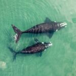 Фото двух плывущих китов с дрона