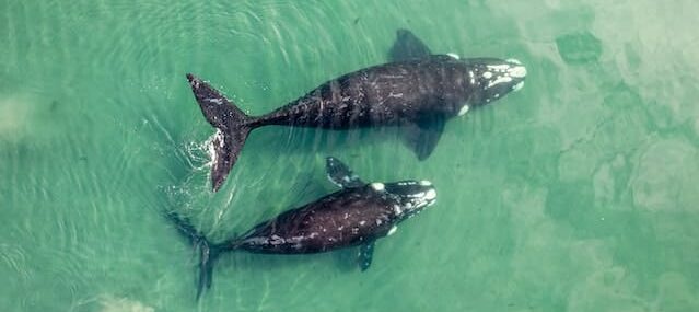 Фото двух плывущих китов с дрона