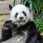 Большая панда грызет бамбук