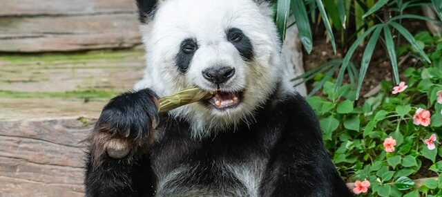 Большая панда грызет бамбук