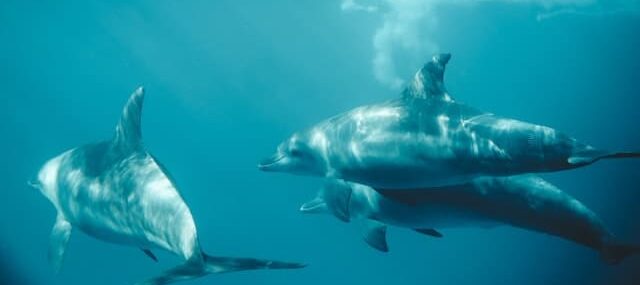 Три взрослых дельфина в толще воды